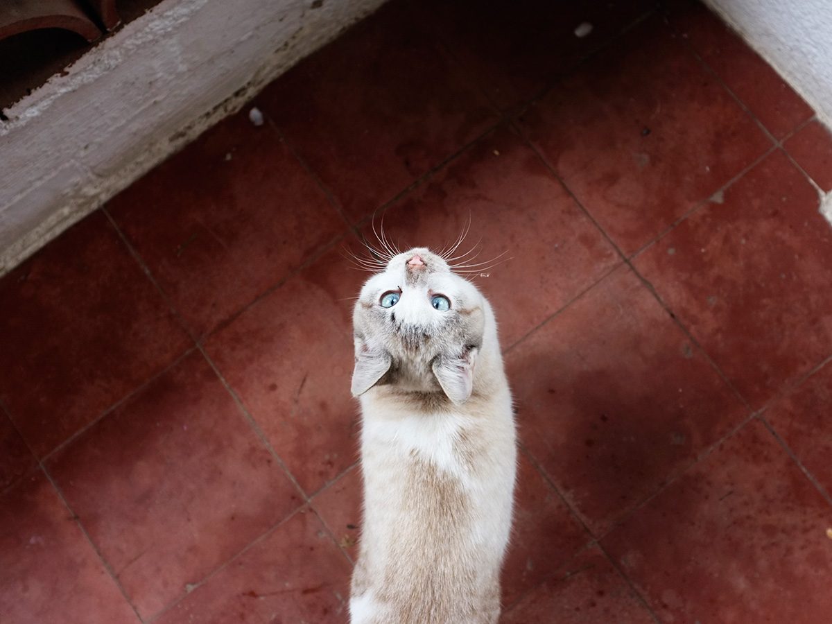 Und die Katze tanzt allein – Lisa Hörterer